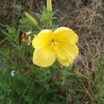 Oenothera elata flower picture by gutierrez mauricio (cc-by-sa)