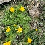 Adonis pyrenaica flower picture by Vendrell Pere (cc-by-sa)