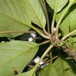 Cordia megalantha fruit picture by Nelson Zamora Villalobos (cc-by-nc)