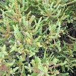 Allenrolfea patagonica habit picture by Trap Hers (cc-by-sa)