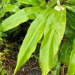 Hedychium flavescens leaf picture by laurent00031 (cc-by-sa)