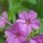 Phlox stolonifera flower picture by Jeremy Jeremy (cc-by-sa)