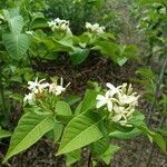 Holarrhena pubescens flower picture by Pareshwar patel (cc-by-sa)