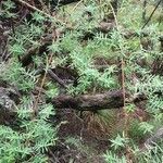 Hypericum lanceolatum habit picture by Gaëtan Ncl (cc-by-sa)