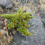 Escallonia myrtilloides habit picture by Fabien Anthelme (cc-by-sa)