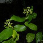 Psychotria horizontalis flower picture by Nelson Zamora Villalobos (cc-by-nc)
