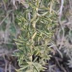 Adenocarpus hispanicus leaf picture by Barranco Cristina (cc-by-sa)