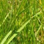 Agrostis capillaris leaf picture by Pietro Brignoli (cc-by-sa)