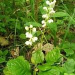 Pyrola elliptica habit picture by PT (cc-by-sa)