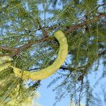 Prosopis alba fruit picture by Muzzachiodi Norberto (cc-by-sa)