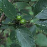 Karwinskia calderonii fruit picture by Nelson Zamora Villalobos (cc-by-nc)
