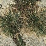 Eleusine indica habit picture by Rossen Vassilev (cc-by-sa)