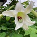 Lilium formosanum flower picture by 道草 (cc-by-sa)