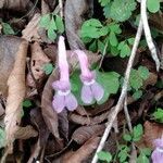 Corydalis decumbens flower picture by Kenneth Parker (cc-by-sa)