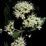 Caldcluvia paniculata flower picture by Daniel Barthelemy (cc-by-nc)