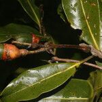 Ocotea veraguensis fruit picture by Nelson Zamora Villalobos (cc-by-nc)