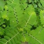 Phyllanthus amarus leaf picture by H M (cc-by-sa)