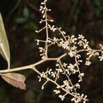 Ardisia nigropunctata fruit picture by Nelson Zamora Villalobos (cc-by-nc)