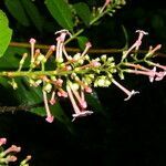 Gonzalagunia rosea flower picture by Nelson Zamora Villalobos (cc-by-nc)