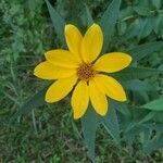 Helianthus divaricatus flower picture by Lisa Hatfield (cc-by-sa)