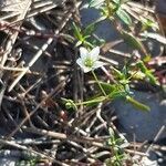 Arenaria provincialis flower picture by Louis Aureglia (cc-by-sa)