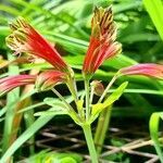 Alstroemeria psittacina flower picture by Trap Hers (cc-by-sa)