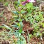 Cuphea glutinosa habit picture by Trap Hers (cc-by-sa)