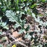Erucastrum nasturtiifolium leaf picture by Sabaté Sant Jordi (cc-by-sa)