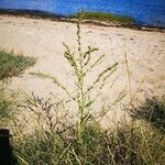 Atriplex littoralis habit picture by Udo Herkommer (cc-by-sa)