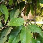Dipterocarpus turbinatus leaf picture by Dieter Albrecht (cc-by-sa)