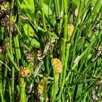 Equisetum ramosissimum habit picture by Lutz Lissy (cc-by-sa)