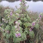 Malva arborea habit picture by Serge Fournier (cc-by-sa)