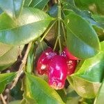 Syzygium paniculatum fruit picture by Webber Fiona (cc-by-sa)