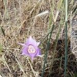 Calochortus macrocarpus flower picture by Michael Finch (cc-by-sa)