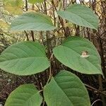 Reynoutria japonica leaf picture by Marie VAN DE GINSTE (cc-by-sa)