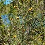 Argyrolobium fischeri habit picture by susan brown (cc-by-sa)