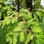 Metasequoia glyptostroboides leaf picture by Dieter Albrecht (cc-by-sa)