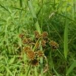 Scirpus atrovirens flower picture by David Koser (cc-by-sa)