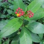 Asclepias curassavica habit picture by Shehadi Ramiz (cc-by-sa)