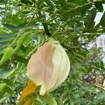 Sesbania grandiflora flower picture by pierre vernet (cc-by-sa)