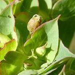 Euphorbia falcata fruit picture by Llandrich anna (cc-by-sa)