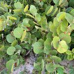 Coccoloba uvifera habit picture by Collados Ana (cc-by-sa)