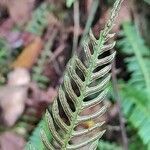 Blechnum spicant flower picture by Sarami (cc-by-sa)