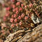Mesembryanthemum crystallinum habit picture by Aurélia et JChris Courte-Barbary (cc-by-sa)