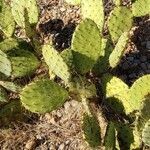 Opuntia littoralis leaf picture by Jonathan Testa (cc-by-sa)
