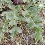 Thelypodium laciniatum leaf picture by Ethan Greer (cc-by-sa)