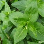 Vinca difformis leaf picture by Chiodaroli Federico (cc-by-sa)