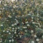 Viburnum rhytidophyllum habit picture by K C (cc-by-sa)