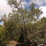 Sophora denudata habit picture by Schnittler Martin (cc-by-sa)
