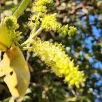 Combretum molle flower picture by Susan Brown (cc-by-sa)
